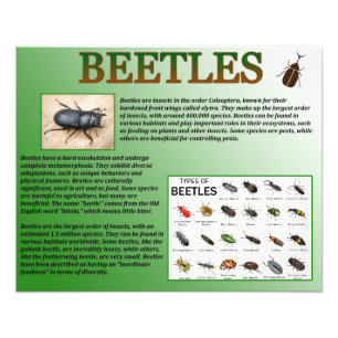 Beetles Fototryck