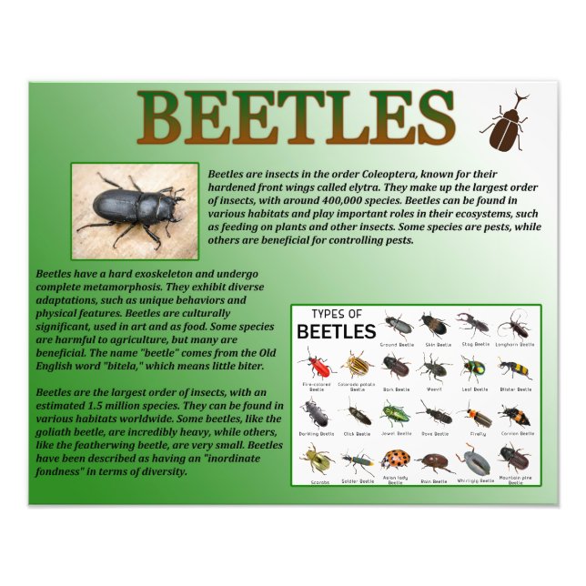 Beetles Fototryck (Framsidan)