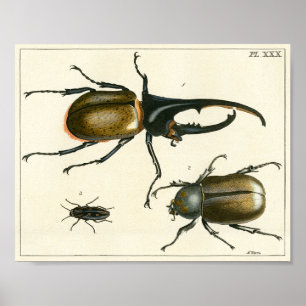 Beetles illustration print poster