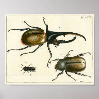Beetles illustration print poster