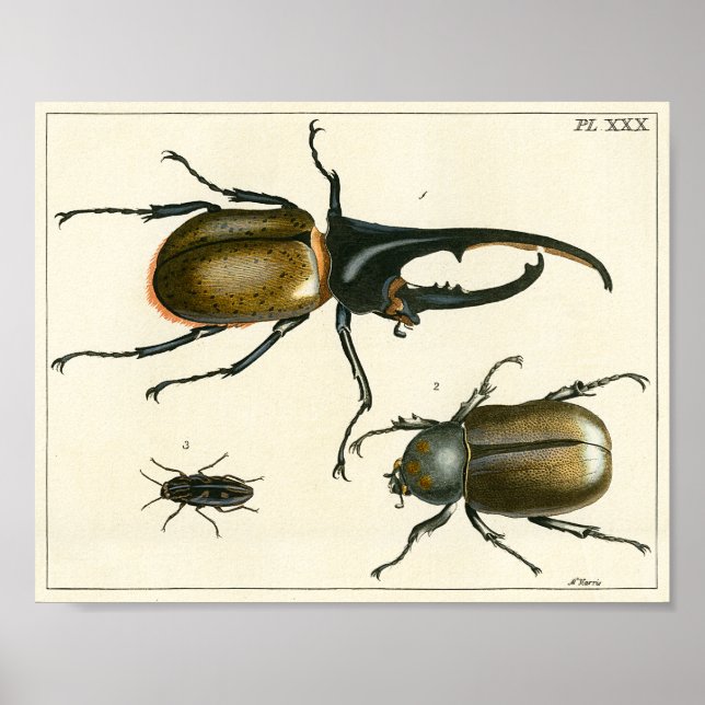 Beetles illustration print poster (Framsidan)