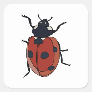 Beetles Insekt Ladybug Beetles Fyrkantigt Klistermärke