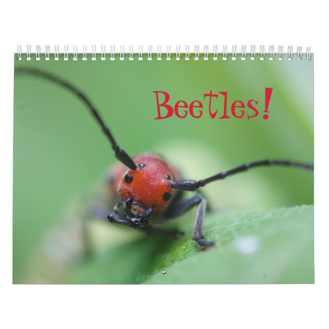 Beetles! Kalender (Omslag)