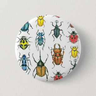 Beetles Knapp
