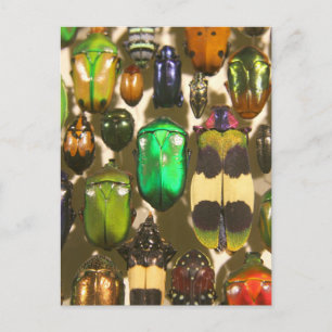 Beetles, Kryp och Insektra Vykort