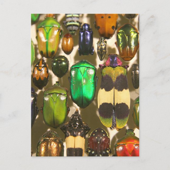 Beetles, Kryp och Insektra Vykort (Framsida)