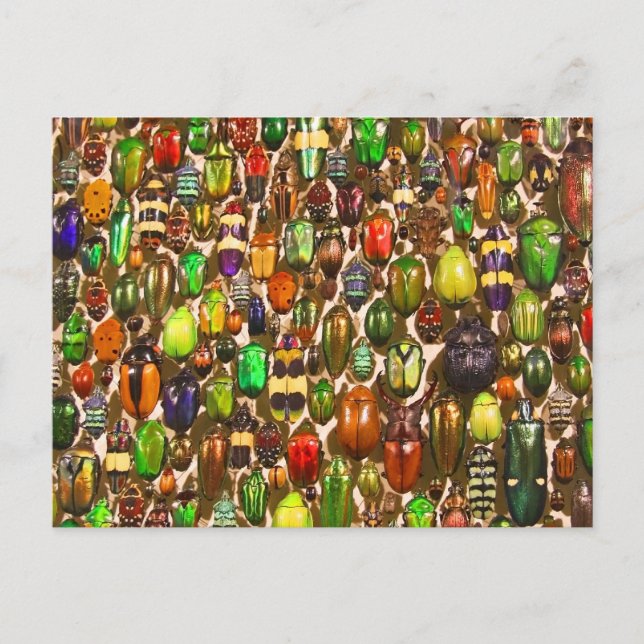 Beetles och Kryp armé Vykort (Framsida)