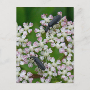 Beetles on Angelica Blommars, Unalaska Island Vykort