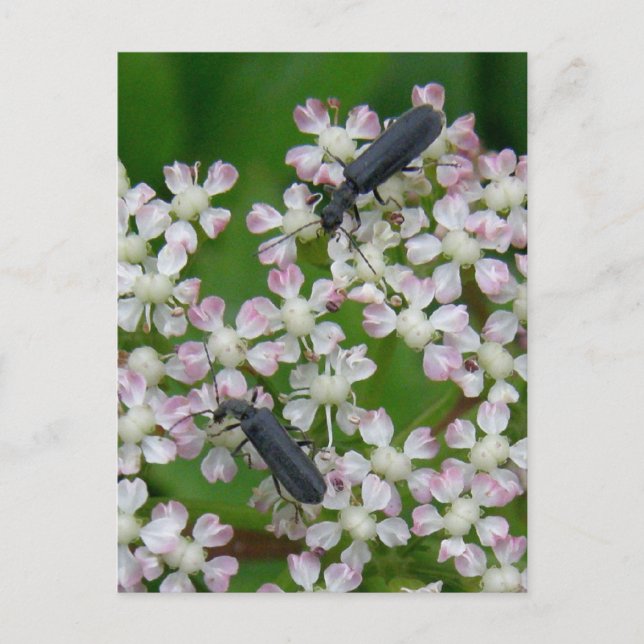 Beetles on Angelica Blommars, Unalaska Island Vykort (Framsida)