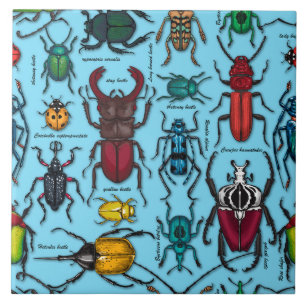 Beetles on blue kakelplatta