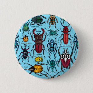 Beetles on blue knapp