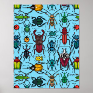 Beetles on blue poster
