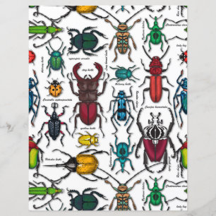 Beetles på white