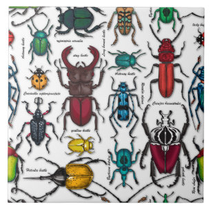 Beetles på white kakelplatta