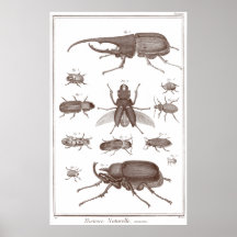 Beetles - Plate LXXV Histoire Naturelle Diderot