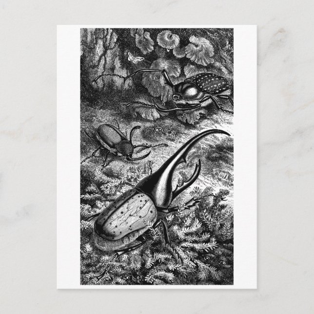 Beetles Vykort (Framsida)