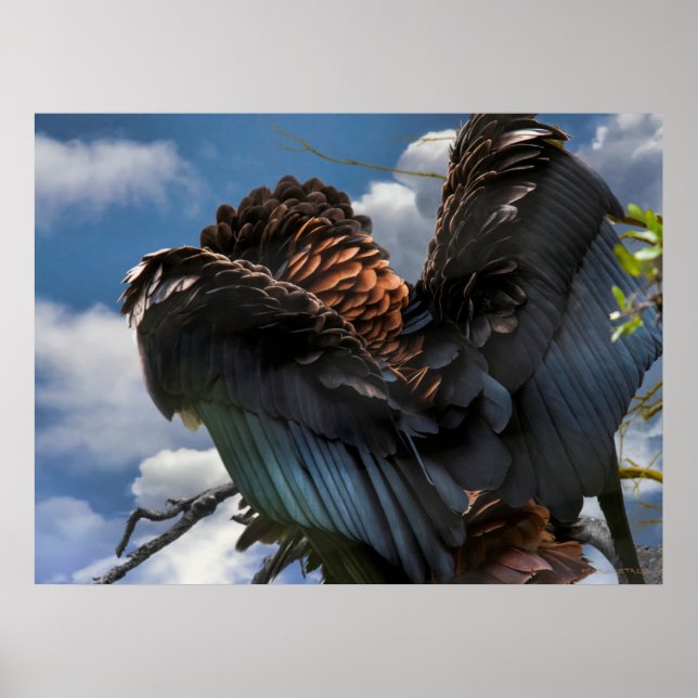 BEFÄLHAVAREN BATELEUR EGLE HIMLAR POSTER (Framsidan)