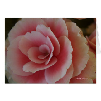 Begonia Beauty Hälsningskort