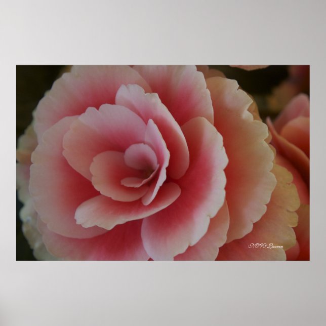 Begonia Beauty Poster (Framsidan)