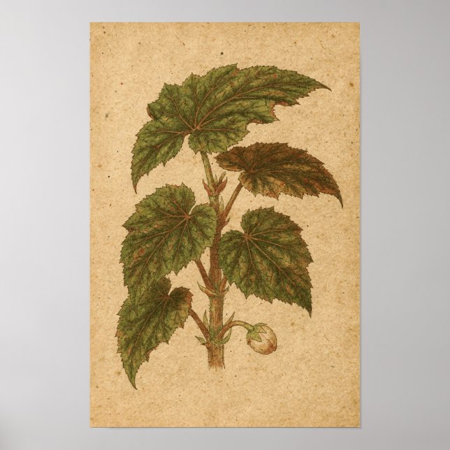 Begonia blad Botaniskt tryck (Framsidan)