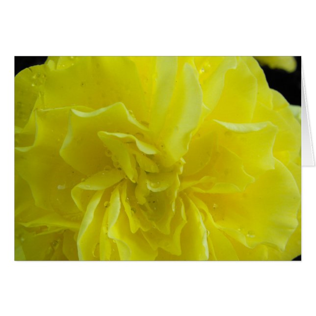 Begonia-blommor,海 棠 hälsningskort (Framsidan Horizontal)