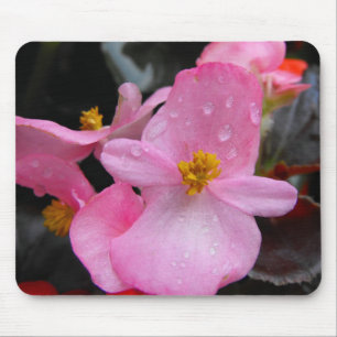 Begonia-blommor,海 棠 musmatta