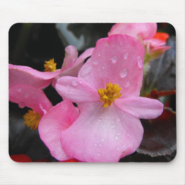 Begonia-blommor,海 棠 musmatta (Framsidan)