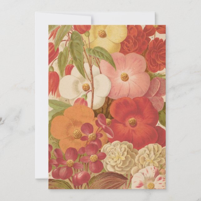 Begonia | George Nicholson (Framsida)