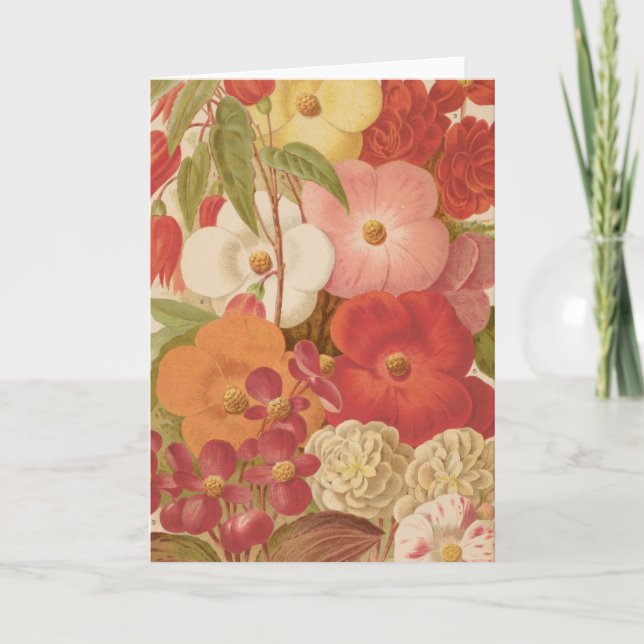 Begonia | George Nicholson Kort (Framsida)