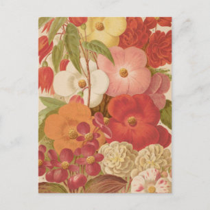 Begonia George Nicholson Vykort