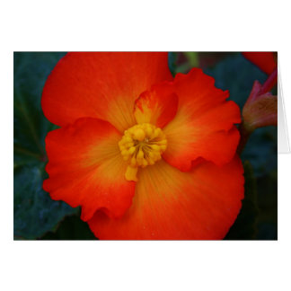 Begonia Hälsningskort
