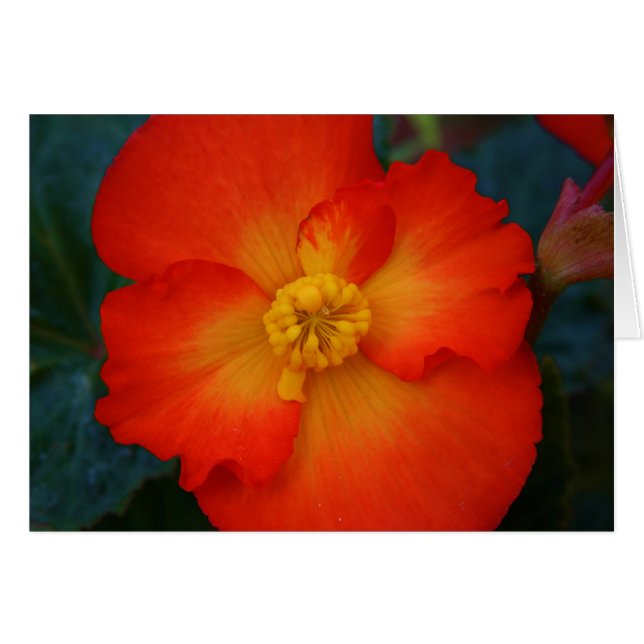 Begonia Hälsningskort (Framsidan Horizontal)