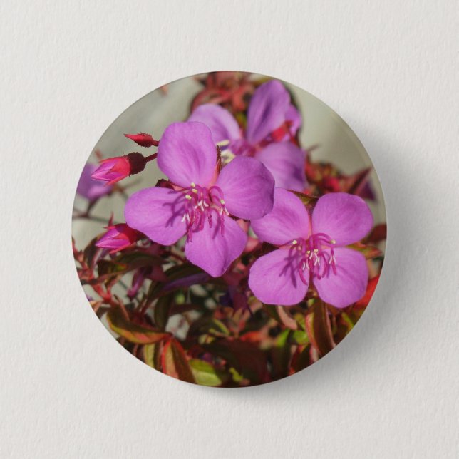 Begonia-knapp Knapp (Framsida)