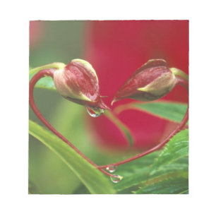 Begonia knoppar i hjärtform med droppar. Kredit Anteckningsblock