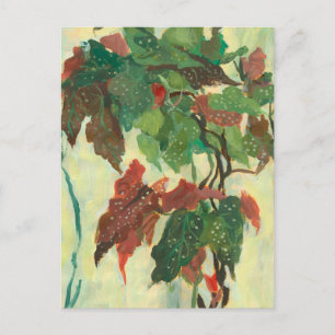 Begonia Maculata Hem Trädgård Växt Blommålning Vykort