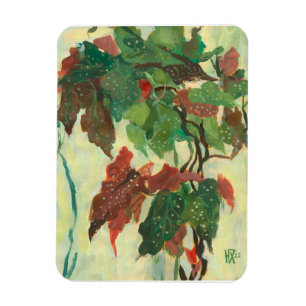 Begonia Maculata Home Garden Plant Blommigt Painti Magnet