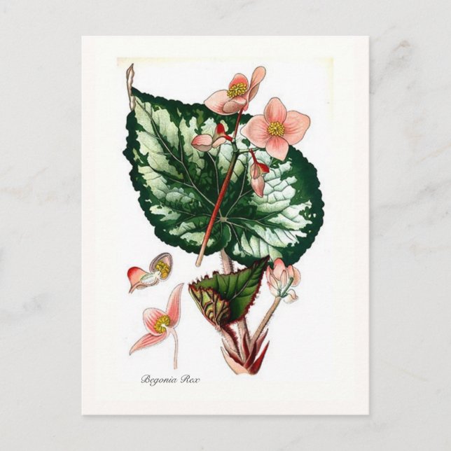 Begonia Rex Vykort (Framsida)