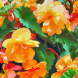 BEGONIAS<br><div class="desc">En söt vattenfärg av gult och rosa begonias.</div>