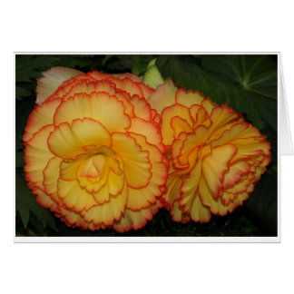 Begonias Hälsningskort