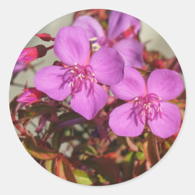 Begonias-klistermärken Runt Klistermärke (Framsida)