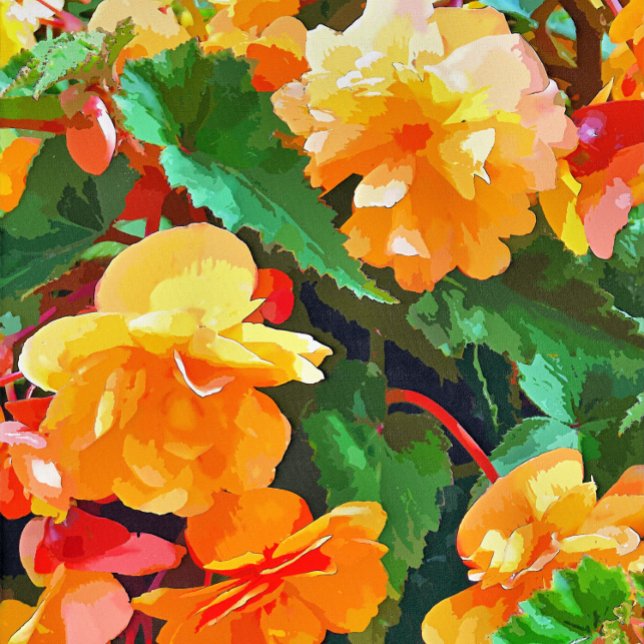 BEGONIAS-kort (Skapare uppladdad)