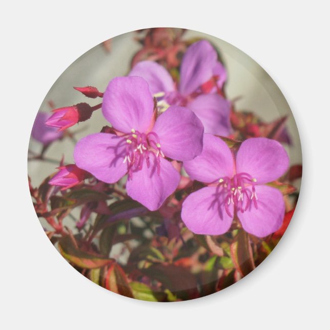 Begonias magnet (Framsidan)