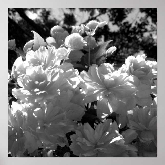 Begonias Poster (Framsidan)