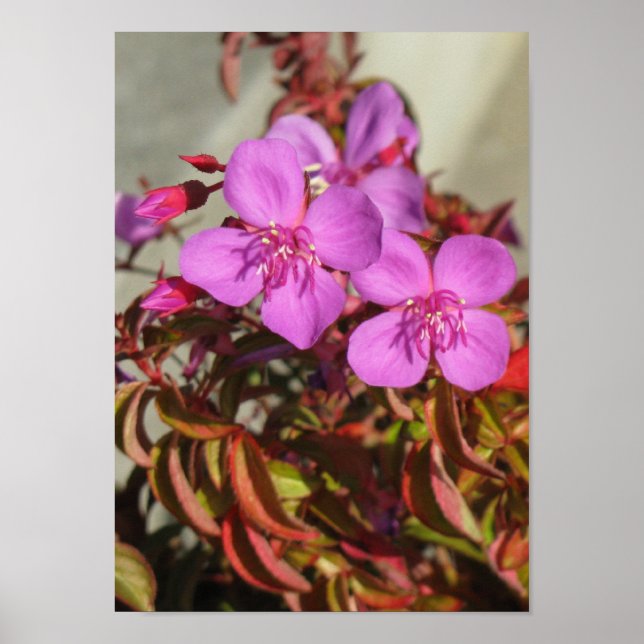 Begonias poster (Framsidan)