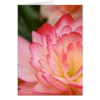 BegoniaSoulblommar OBS Kort