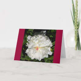Begränsa Paeonia lactiflora Kort