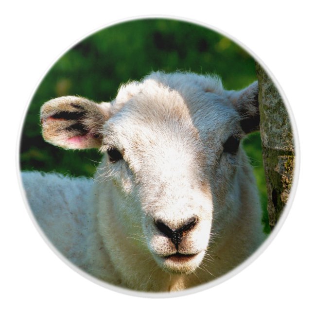 BEGRÄNSAT FÅR KNOPP (Framsidan)