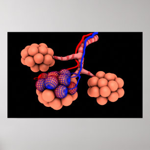Begreppsmässigt avbilda av alveoler 3 poster