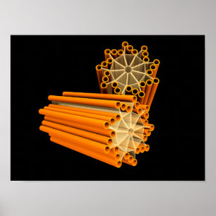 Begreppsmässigt avbilda av Centrioles 1 Poster