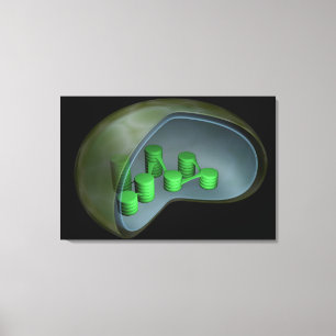 Begreppsmässigt avbilda av Chloroplast 1 Canvastryck